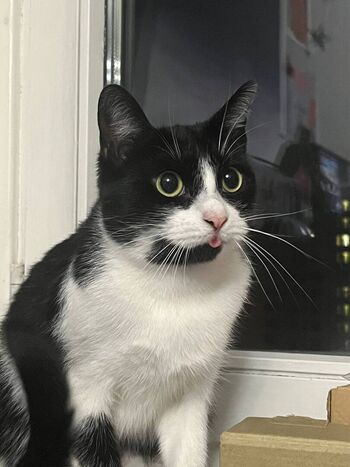🔥 Takeomeow leaked private photo uncensored full